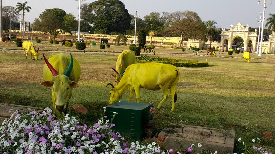 2017 India yellow cows