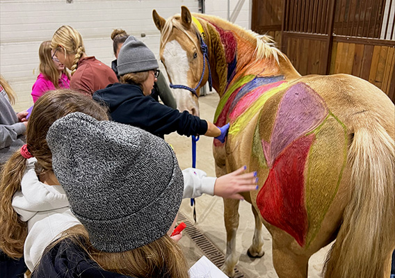 Swedish Equine Scientist Calls for Alternatives to Traditional