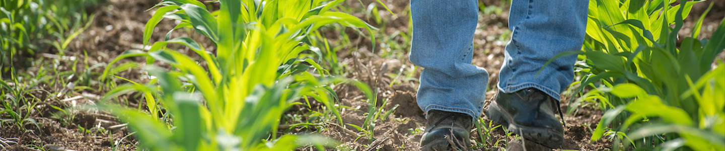 A person walks through the rows of a corn field