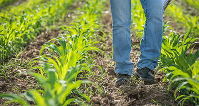 A person walks through the rows of a corn field