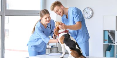 vet techs assisting a dog